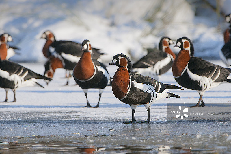 红胸黑雁，冰湖岸边图片素材