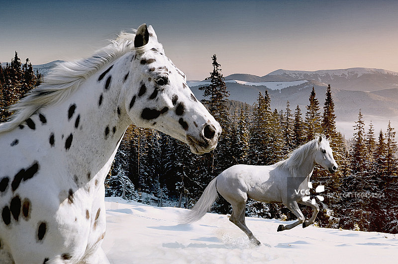 冬季仙境图片素材