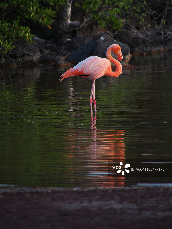 拉比达的粉色火烈鸟图片素材