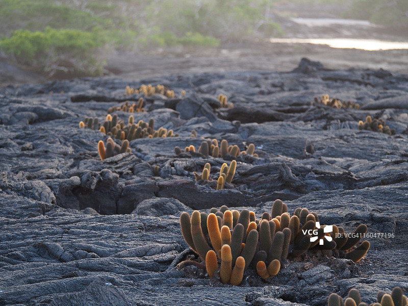 熔岩仙人掌图片素材
