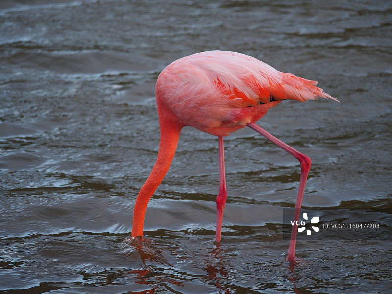 加拉帕戈斯群岛的粉红火烈鸟图片素材