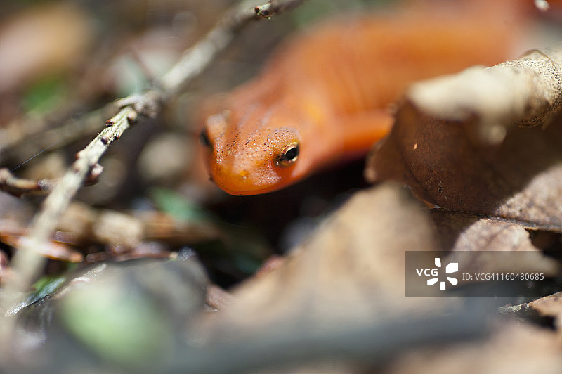 东方蝾螈图片素材