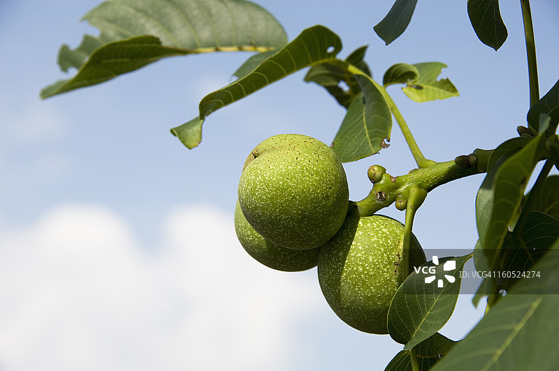 树枝上的核桃图片素材