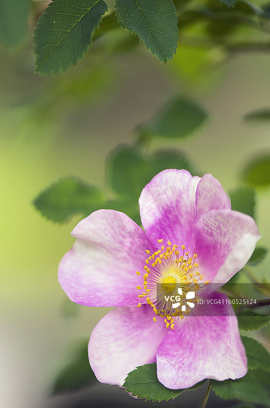 “苏格兰玛丽女王”玫瑰特写图片素材