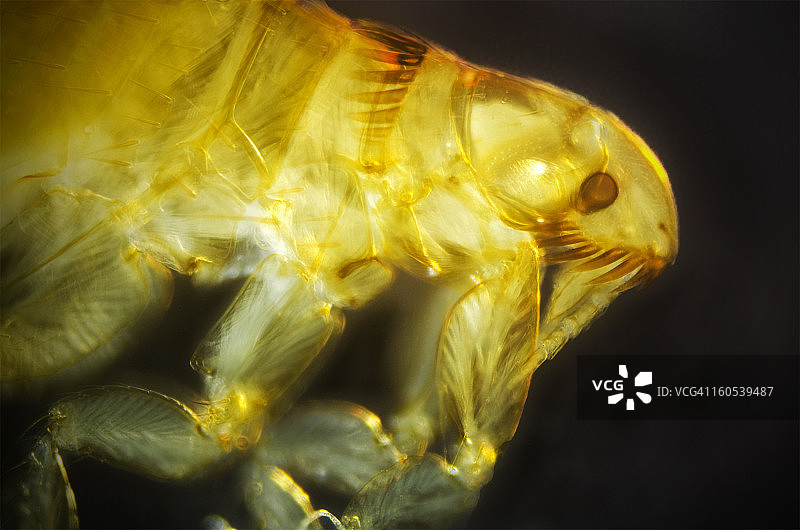 猫跳蚤显微照片图片素材