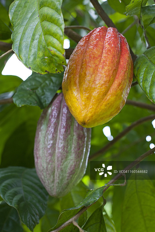 哥斯达黎加树上生长的可可豆荚图片素材
