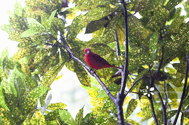 雄性红雀图片素材