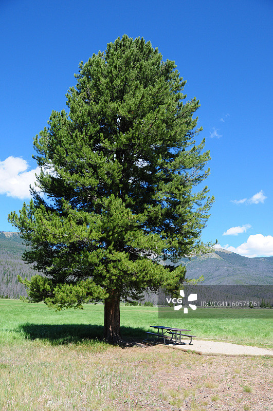带野餐桌的孤独树图片素材
