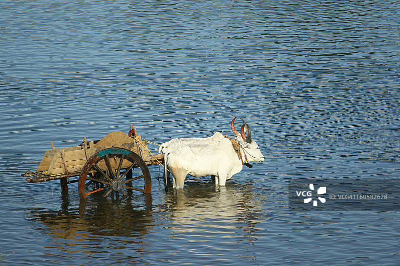 牛车图片素材