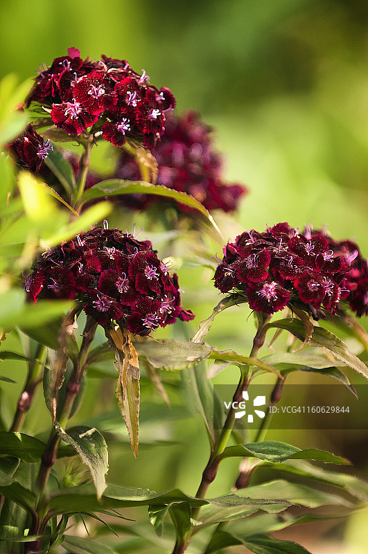甜蜜的威廉“煤烟”图片素材