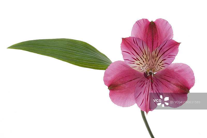 粉色六出花图片素材