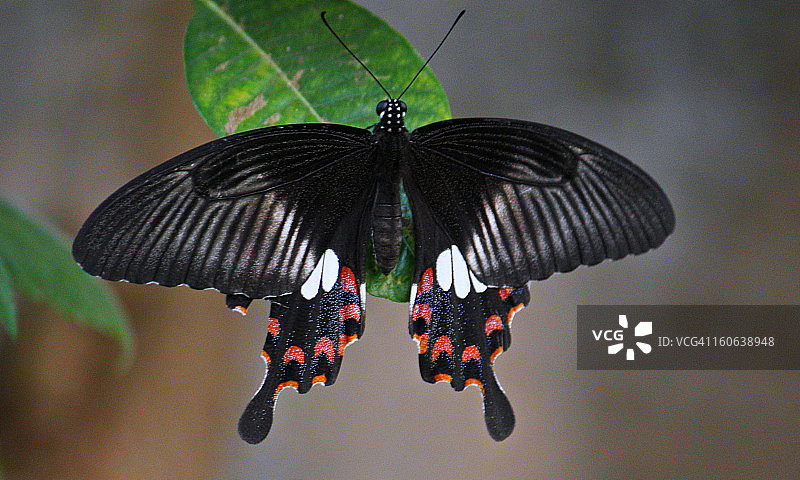 普通的摩门教女人图片素材