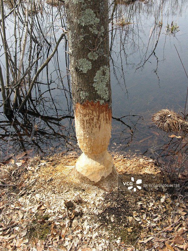 被海狸破坏的树木图片素材
