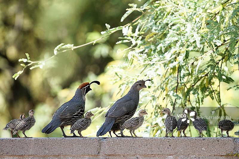 沙漠鹌鹑一家图片素材