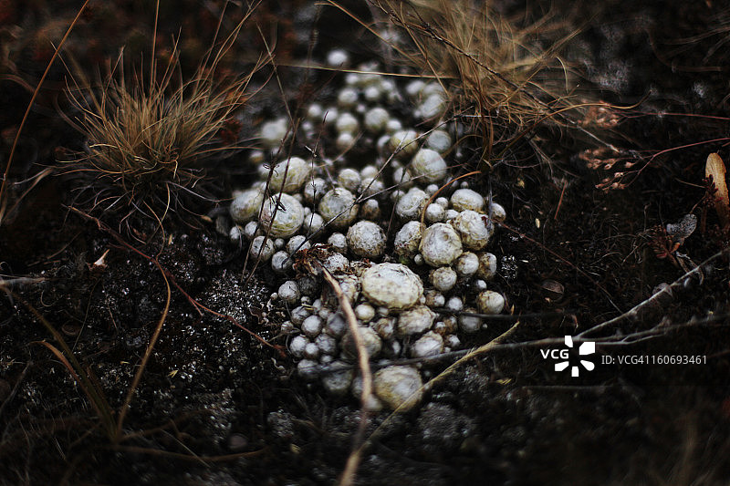 法国布里昂松岩石上生长的蘑菇图片素材