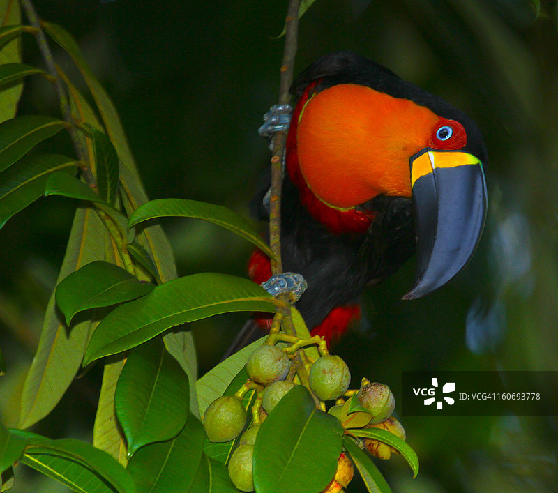 黑嘴巨嘴鸟图片素材