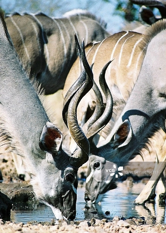 在纳米比亚水坑喝水的非洲纹羚图片素材