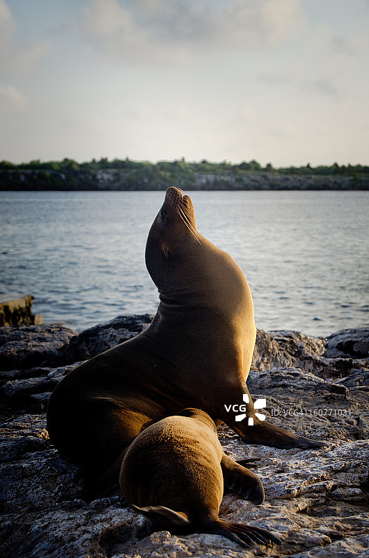 日出时分的海狮图片素材
