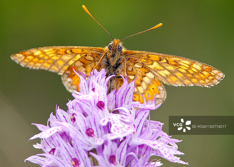 Euphydryas aurinia图片素材