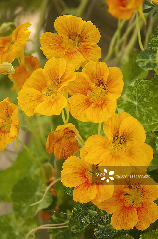 亮黄色旱金莲花图片素材