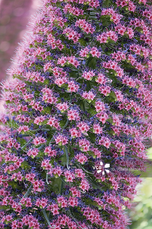 粉色塔状宝石花序图片素材