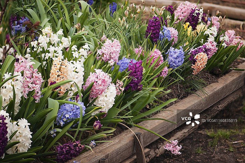 盛开的春季球茎混合图片素材