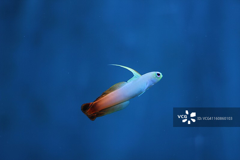 火焰虾虎鱼图片素材