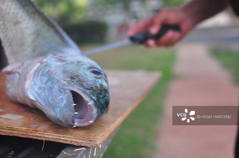 切割乌库鱼图片素材