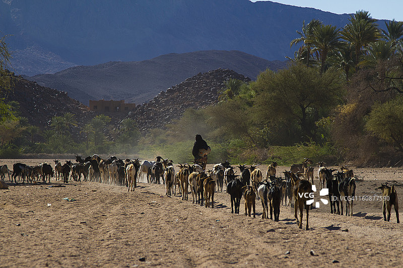 牧羊人与羊群图片素材