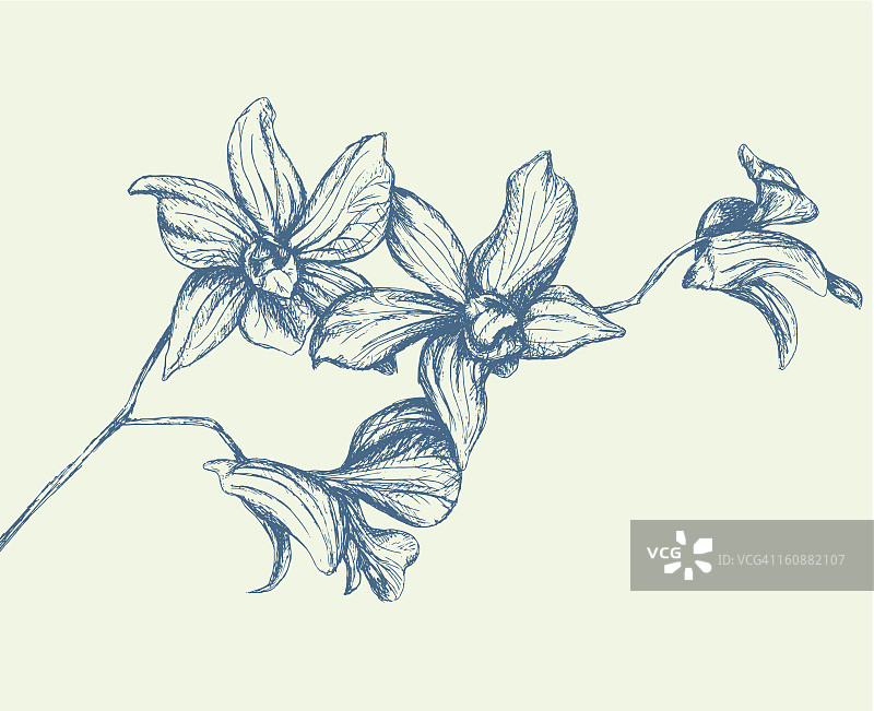 兰花枝图片素材