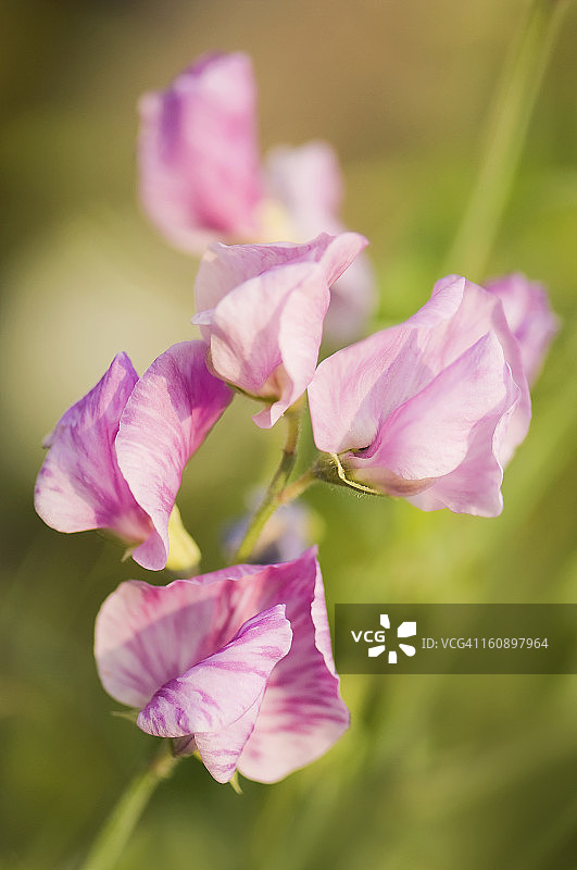 香豌豆花图片素材