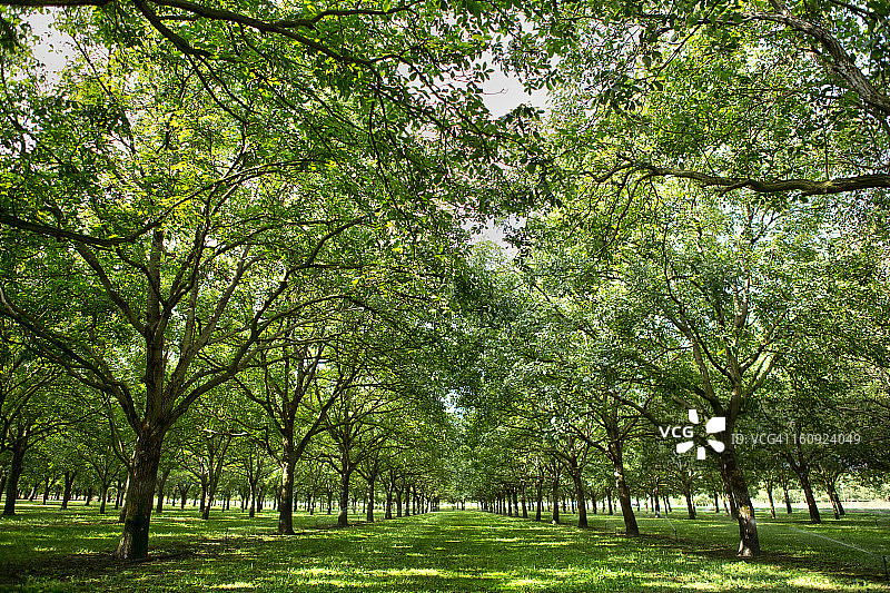 法国圣罗马的核桃树种植园图片素材