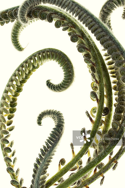 国王西米棕榈的特写图片素材