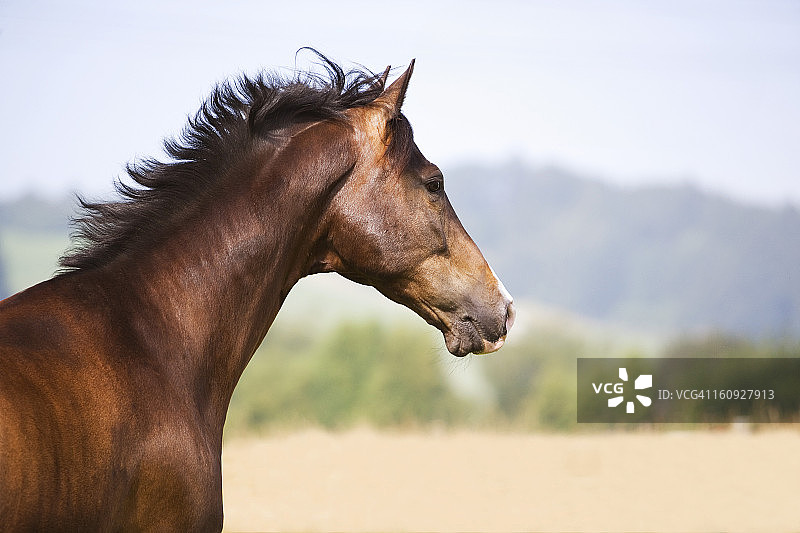 棕色马的侧面照图片素材