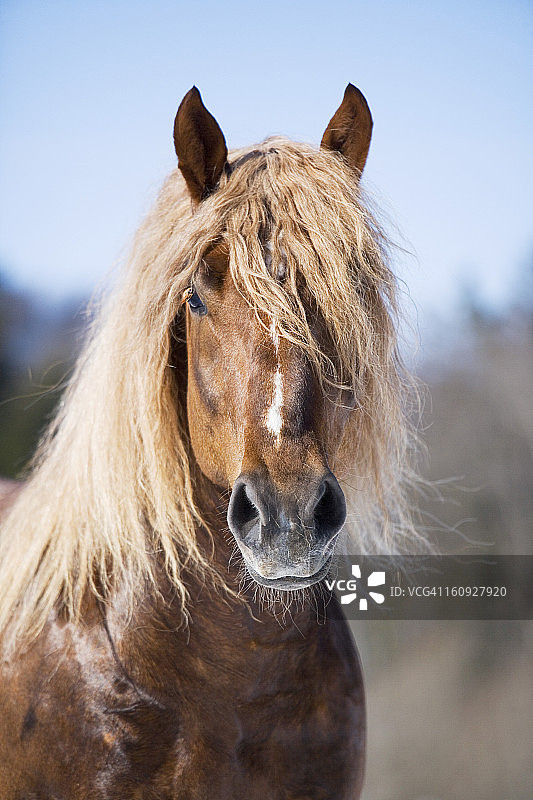 棕色种马肖像图片素材