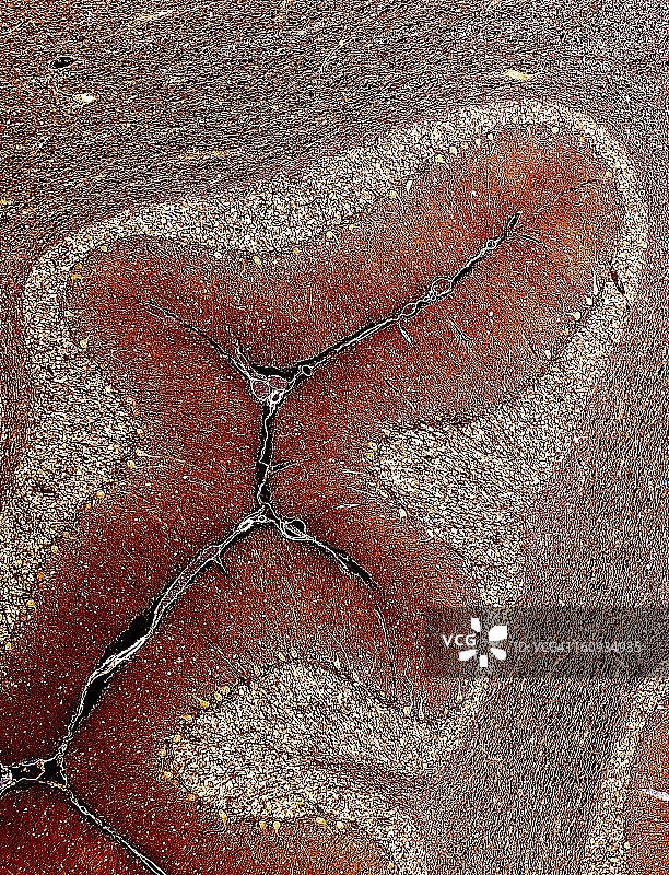 小脑组织显微照片图片素材