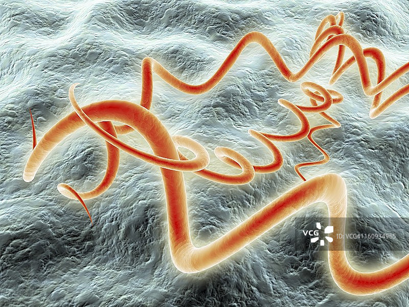 梅毒螺旋菌艺术图图片素材