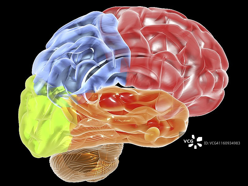 人脑解剖学，艺术作品图片素材