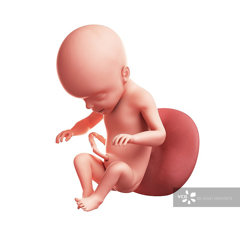 26周大的胎儿图片素材
