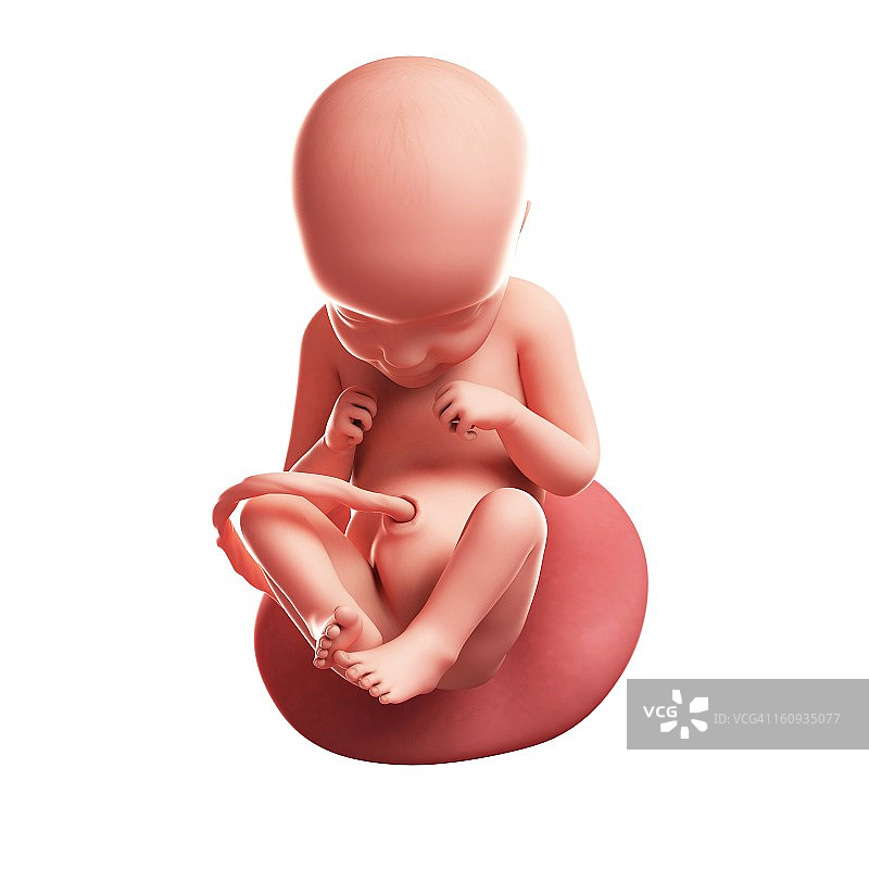 29周的胎儿，艺术作品图片素材