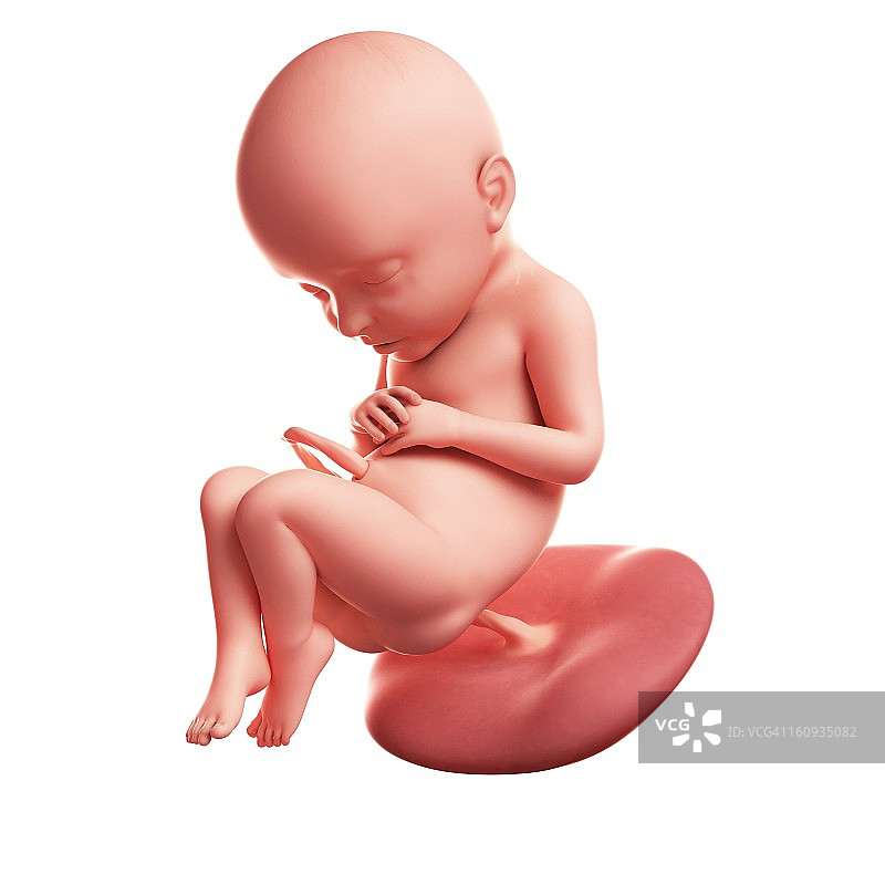 32周胎儿图片素材