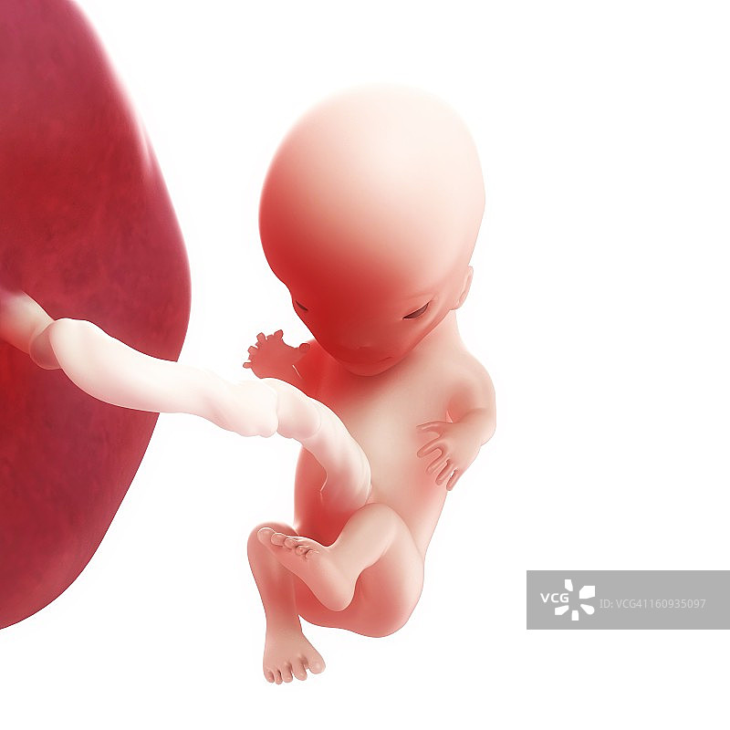 11周胎儿，艺术作品图片素材