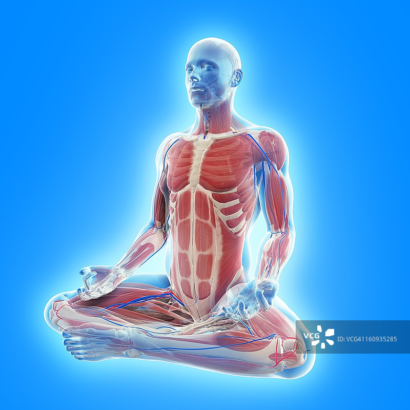 雄性肌肉组织,艺术品图片素材