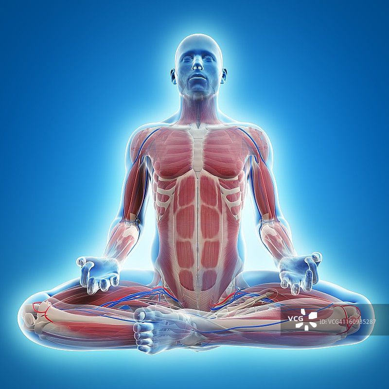 雄性肌肉组织,艺术品图片素材