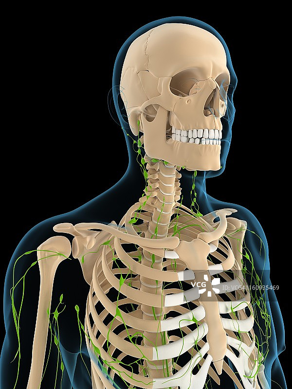 淋巴系统、艺术品图片素材