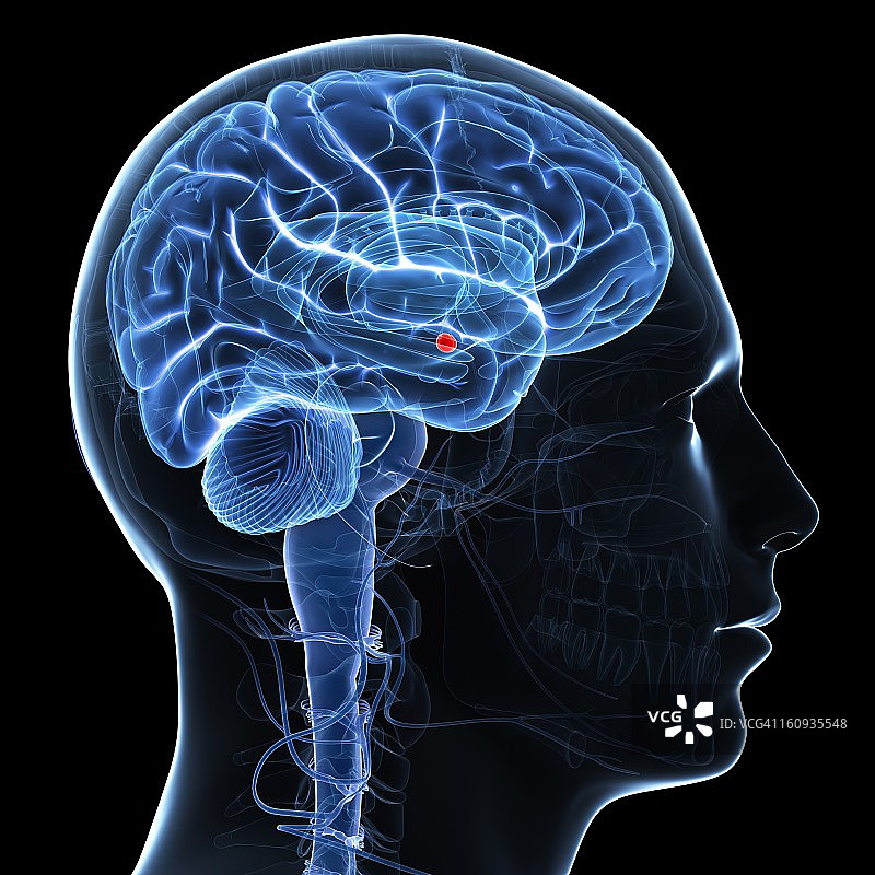 大脑的杏仁核，艺术品图片素材