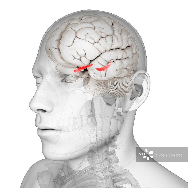 海马体艺术作品图片素材