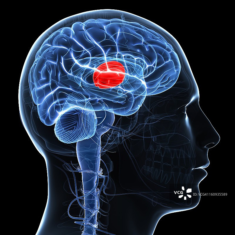 丘脑艺术作品图片素材