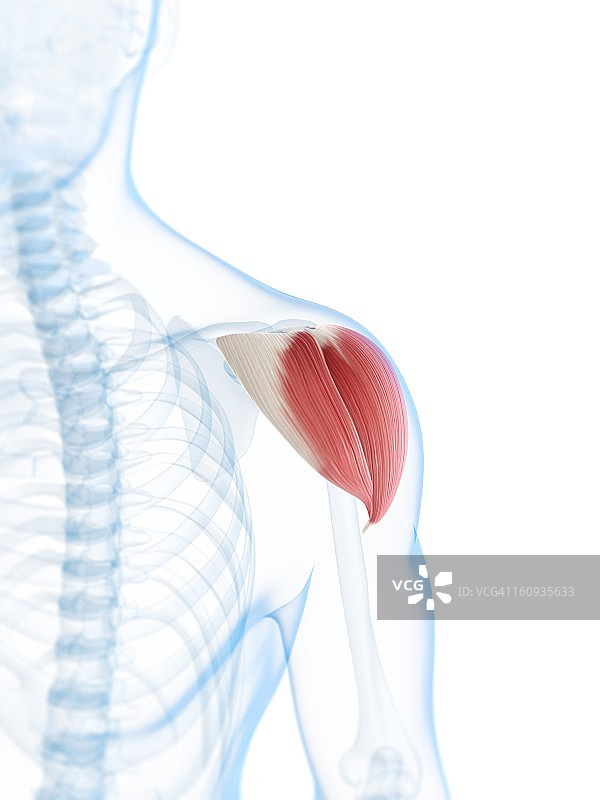 肩部肌肉图片素材
