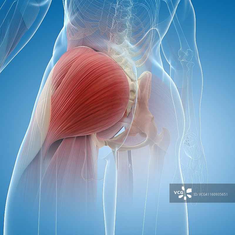 臀部肌肉，艺术作品图片素材